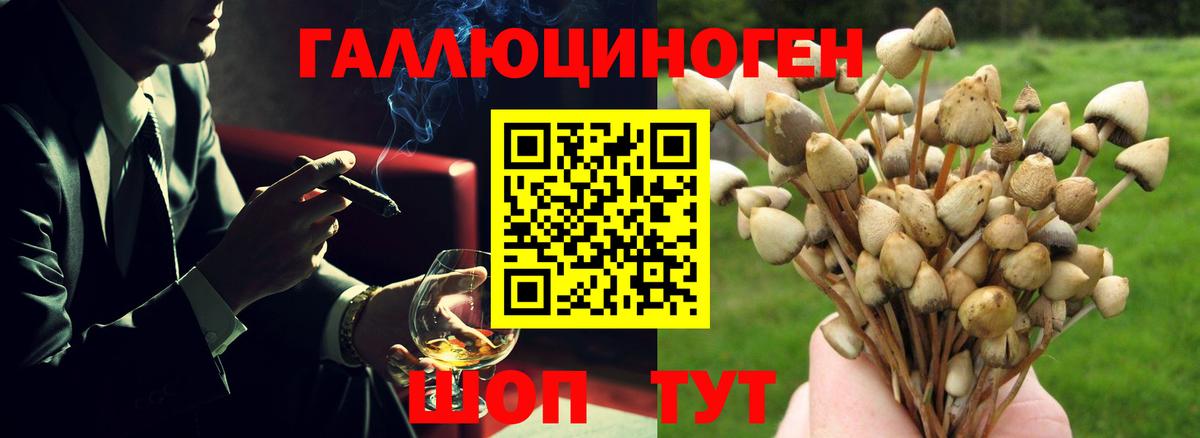 Галлюциногенные грибы Psilocybine cubensis Зеленодольск